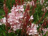 Gaura Pink_1